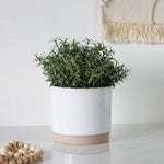 Load image into Gallery viewer, White and Natural Ceramic Plant Pot, 5&quot;
