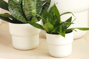 White plant pot
