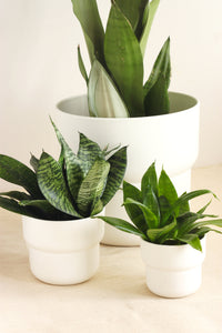 White plant pot